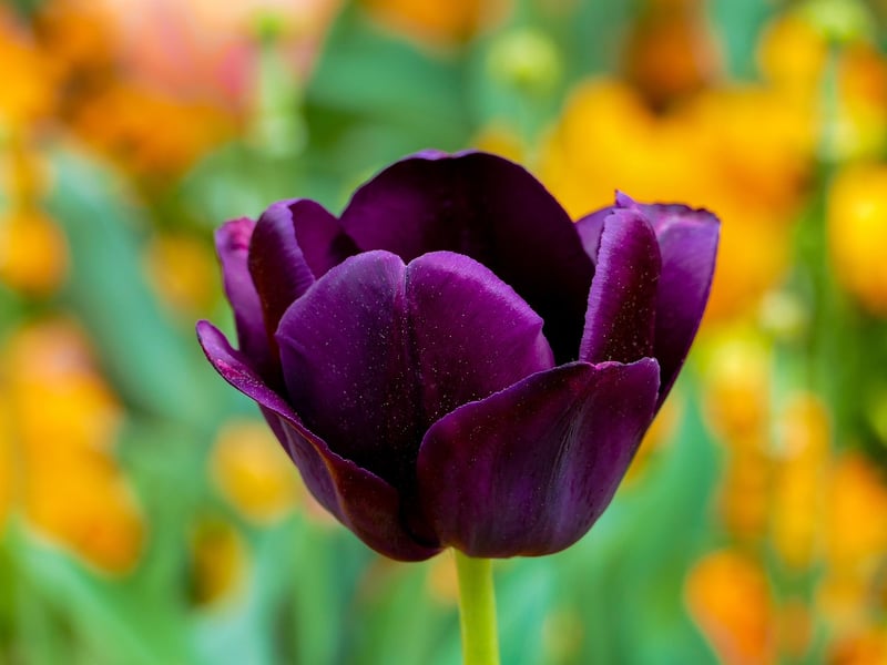 Keukenhof Gardens, Netherlands